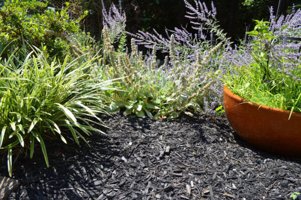 black mulch around plants