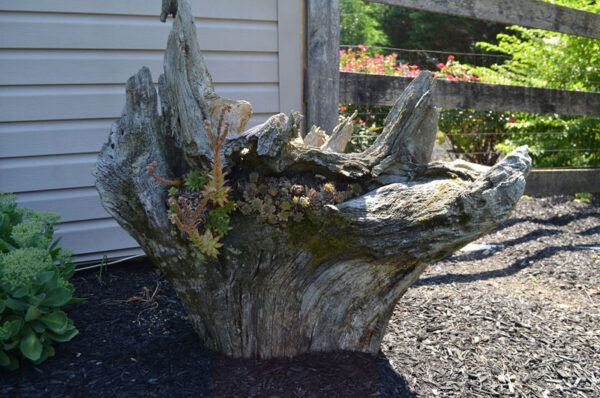 black mulch around succulent stump