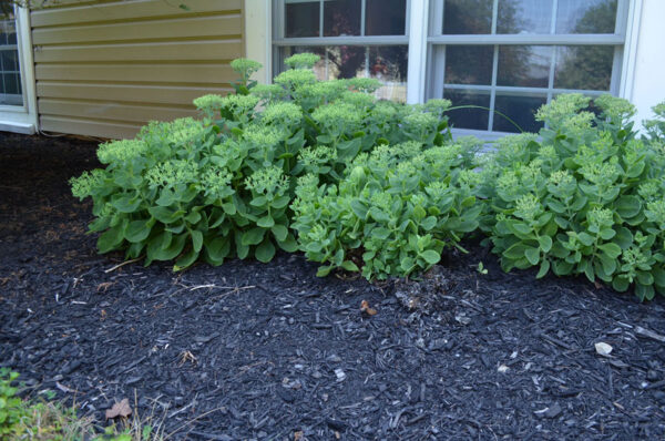 black mulch around bushes