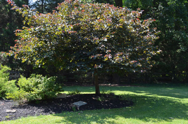 black mulch around tree