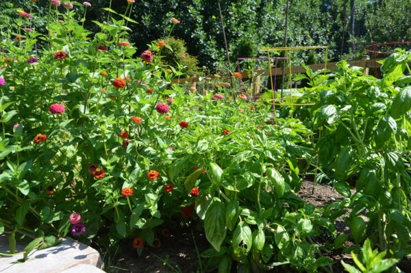 garden using top soil