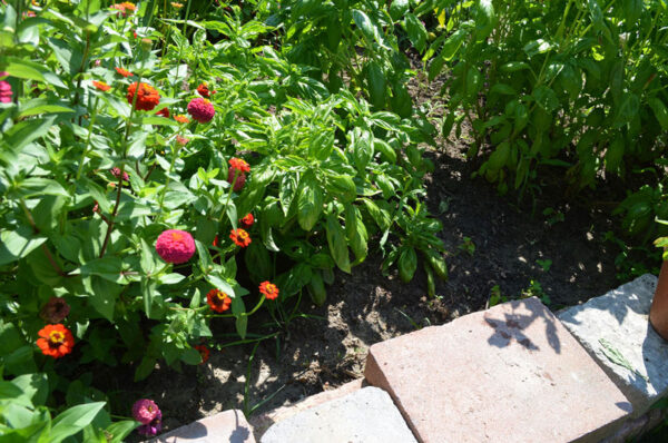 garden using top soil