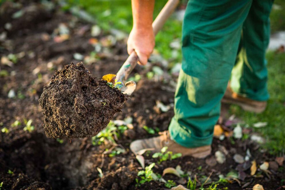 Gardener lifting shovel full of rich topsoil